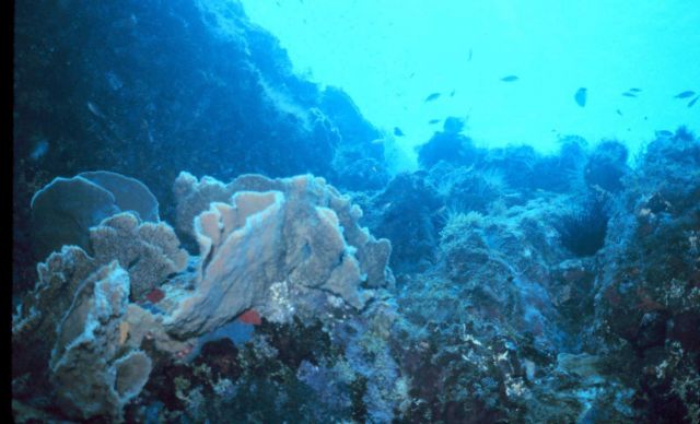 A reef scene Picture