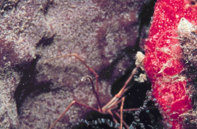 Arrow Crab (Stenorhynchus seticornis) Picture