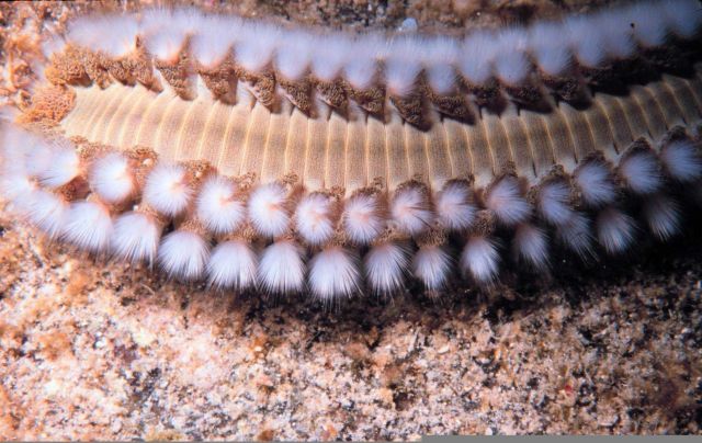 Fire worm Picture