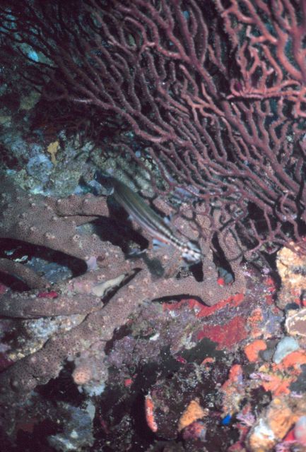 Trumpet fish - Aulostomus maculatus Picture