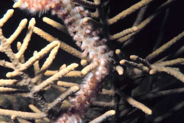 A polychaete fireworm. Picture
