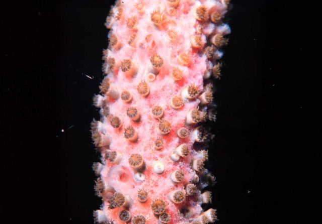 Coral polyps Picture
