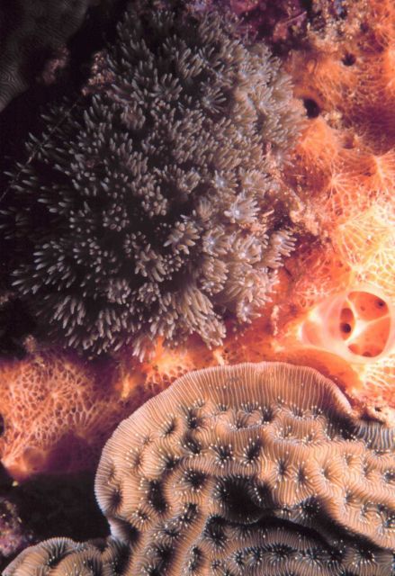 Coral polyps extended? Picture