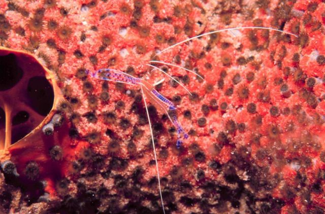 Pedersen's cleaner shrimp ( Periclemenes pedersoni) Picture