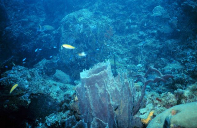 Reef scene with large barrel sponge in foreground. Picture