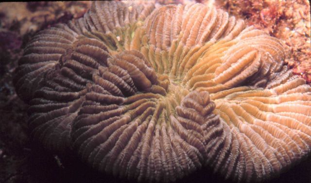 Mushroom coral Picture