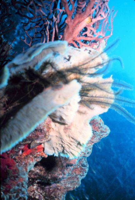 Reef scene on a vertical cliff Picture