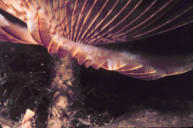 Stalk of a feather duster worm. Picture