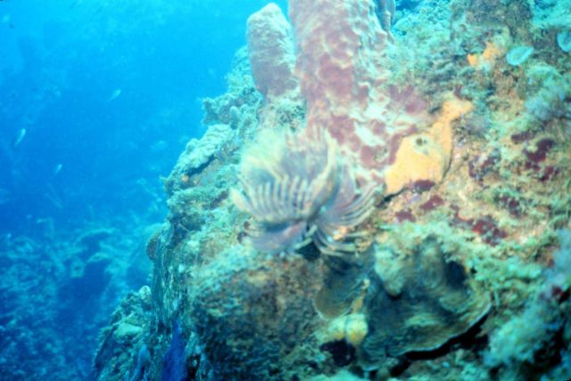 Reef scene Picture