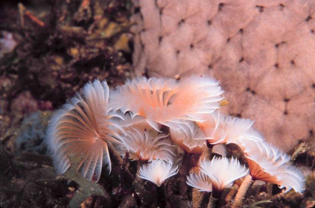 An assemblage of feather duster worms Picture