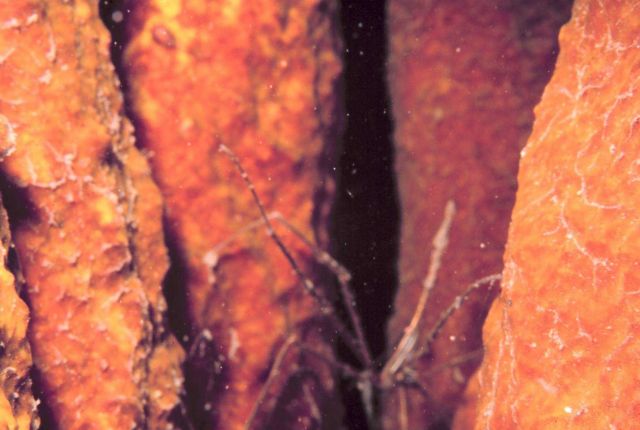 Arrow crab amidst tube sponges Picture