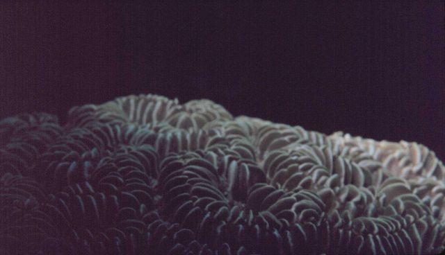 Coral species? Picture