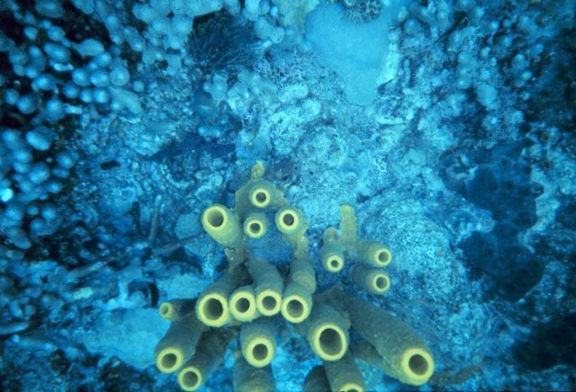 Yellow tube sponge (Aplysina fistularis) Picture