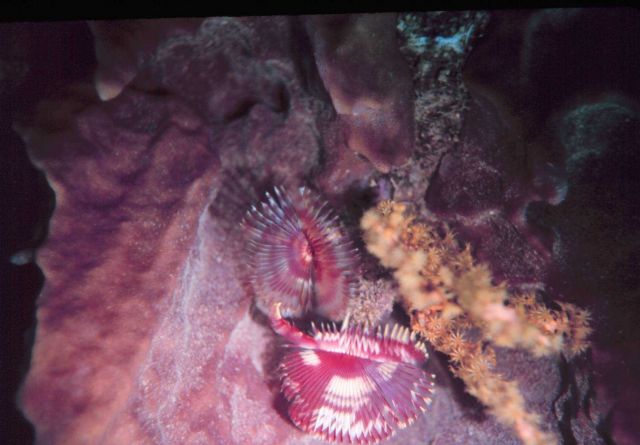 Sabellid feather duster worms Picture