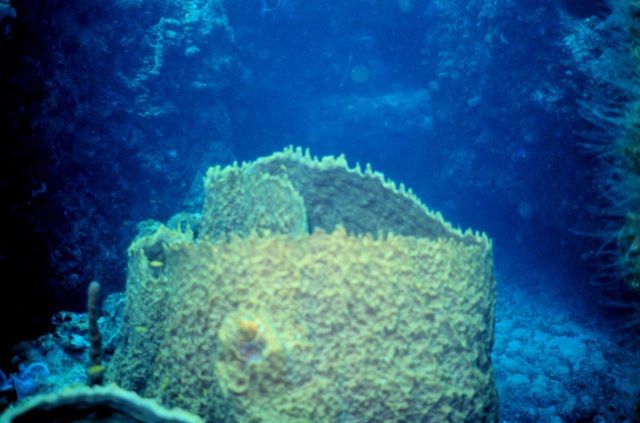 A yellow vase sponge Picture