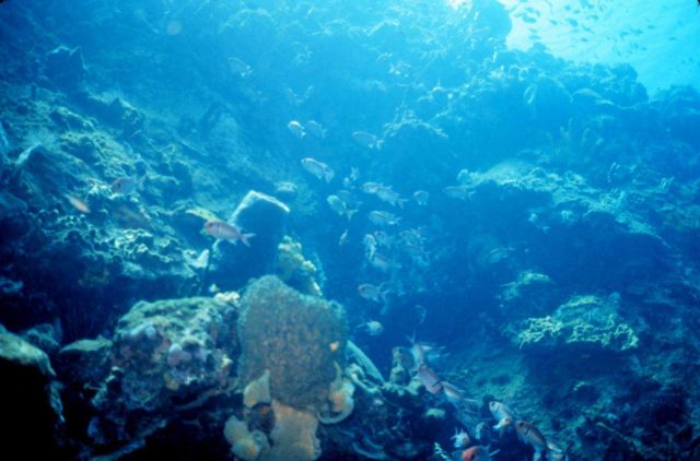 A reef scene Picture