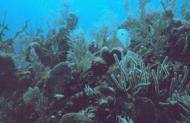 Reef scene Picture