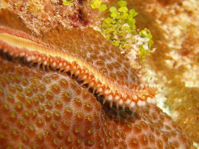 Bearded or orange fire worm (Eurythoe complanata) Picture