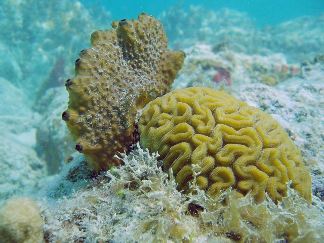 Brain coral and pan pipe sponge. Picture