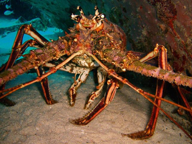 Caribbean spiny lobster. Picture