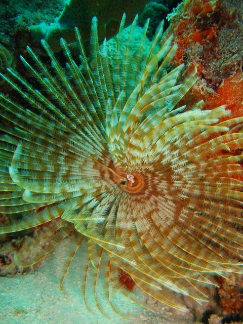 Feather duster worm with encrusting sponge. Picture