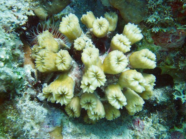 A hidden cup coral and a file clam. Picture
