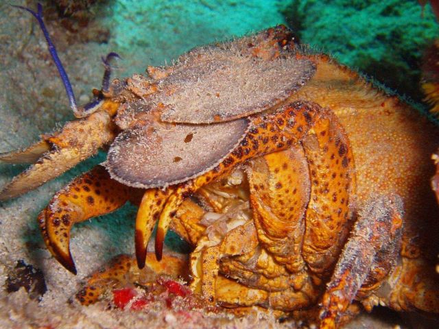 Spanish lobster. Picture