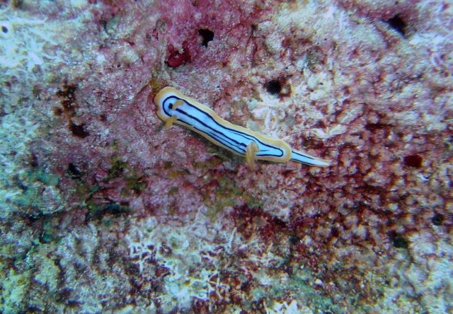 Nudibranch (Chromodoris elizabethina). Picture