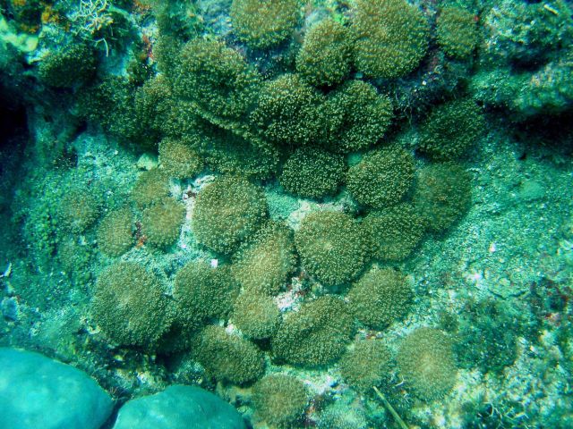Coral (Fungia sp Picture