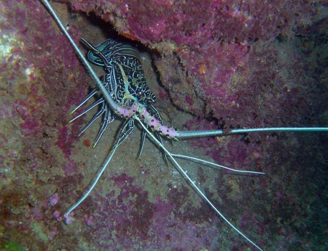 Rock lobster (Panulirus versicolor?) Picture