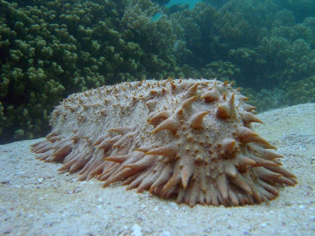 Sea cucumber, a holothurian. Picture