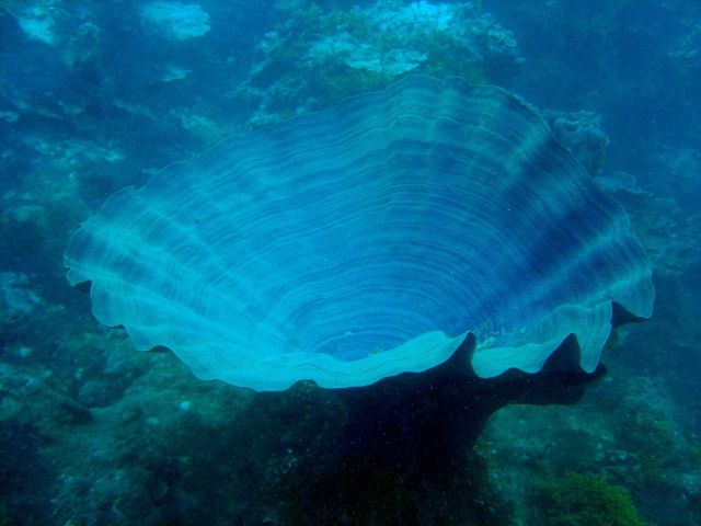 A large blue vase sponge (Kallypilidion sp.?) Picture