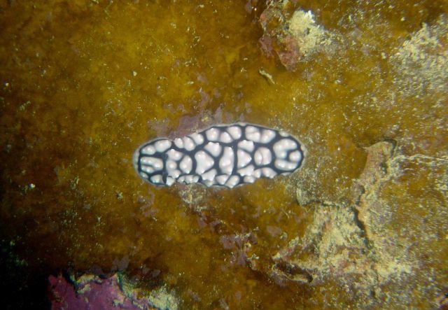 Nudibranch (Phyllidiella pustulosa). Picture