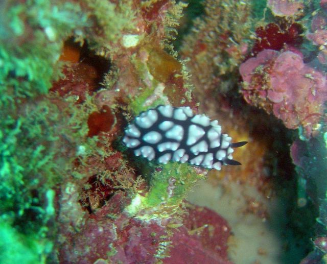 Nudibranch (Phyllidiella pustulosa). Picture