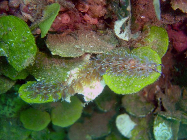 Nudibranch (Pteraeolidia ianthina). Picture