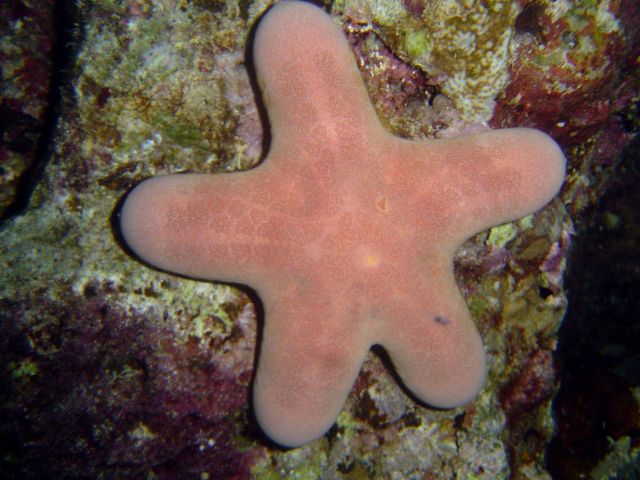 Starfish (Choriaster granulatus). Picture