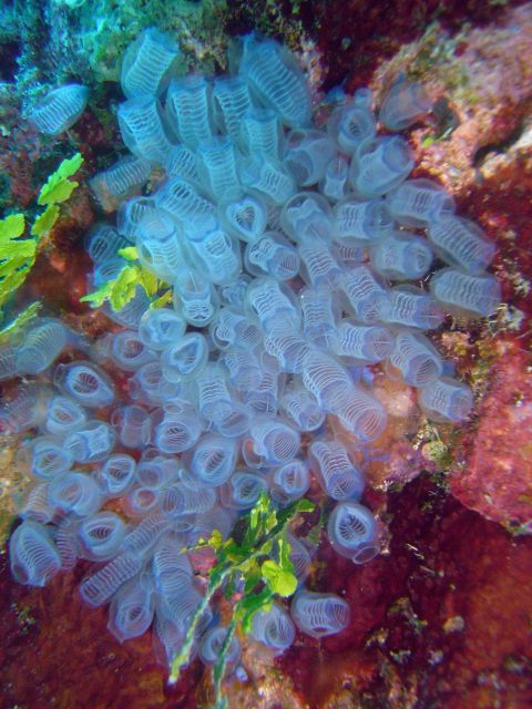 A colony of tunicates, hemichordates between vertebrates and invertebrates Picture