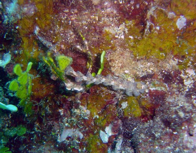 Nudibranch (Pteraeolidia ianthina). Picture