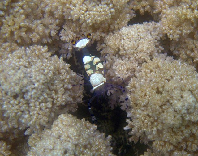 Harlequin shrimp (Thor sp.) hiding in unidentified coral. Picture