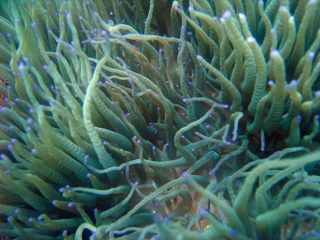 Sea anemone (Heteractis sp.) Picture