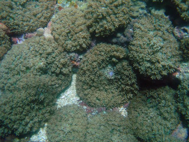 Coral (Fungia sp Picture