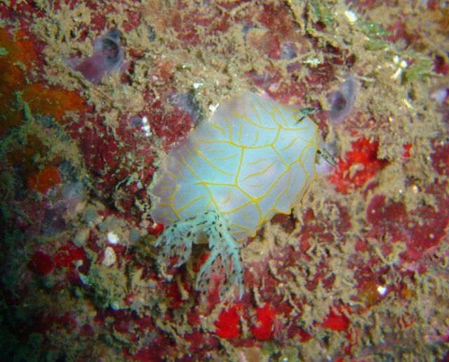 Nudibranch (Halgerda guahan) Picture