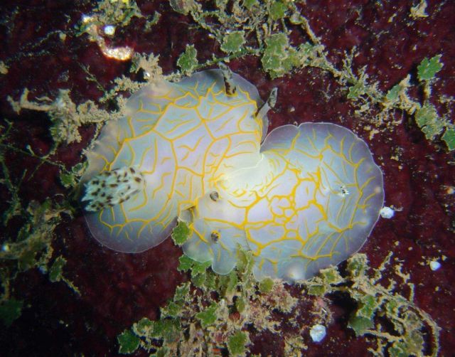 Nudibranch (Halgerda guahan) Picture