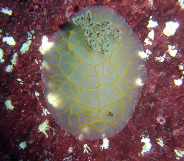Nudibranch (Halgerda guahan) Picture