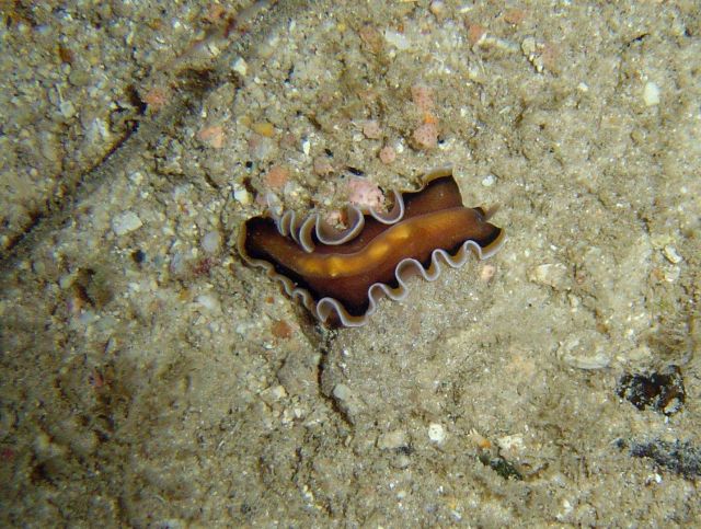 Flatworm - note lack of gills as opposed to nudibranchs. Picture