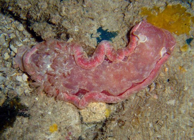 Nudibranch (Hexabranchus sangineus) Picture