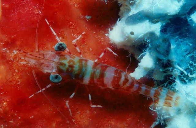 Hinge-beaked shrimp (Rhynchocinetes sp.) Picture