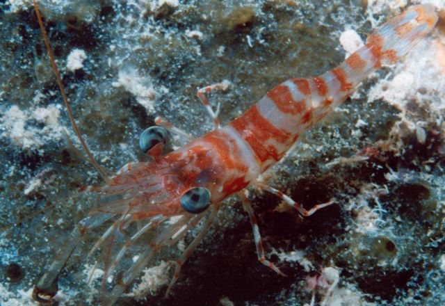 Hinge-beaked shrimp (Rhynchocinetes sp.) Picture