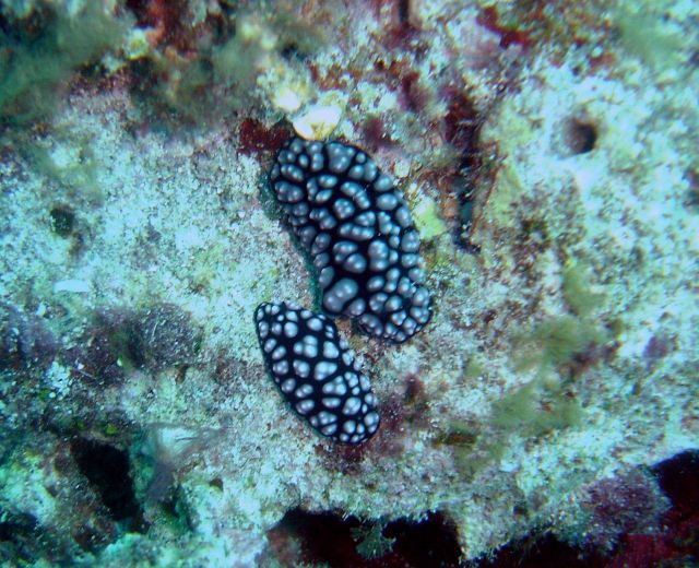 Two nudibranchs (Phyllidiella pustulosa). Picture