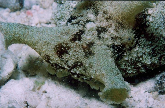 Closeup of antennae of a nudibranch. Picture